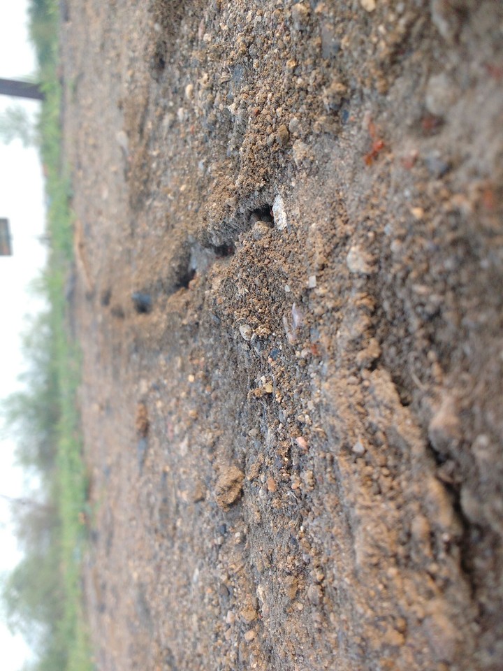 Ant