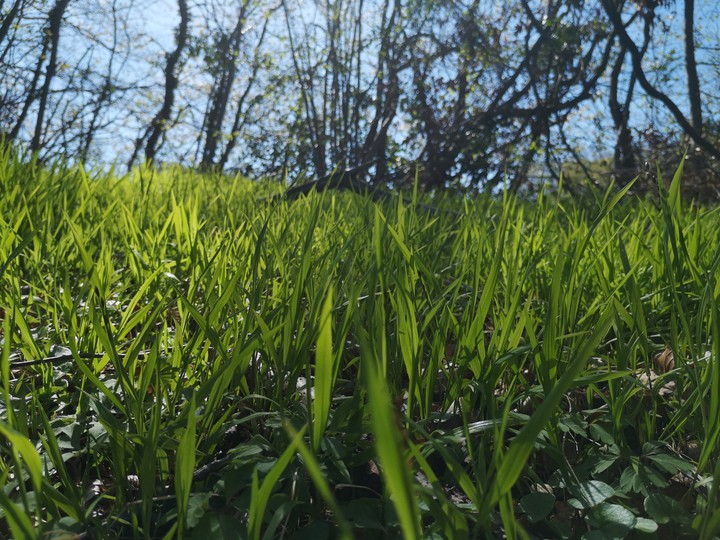 Gras
