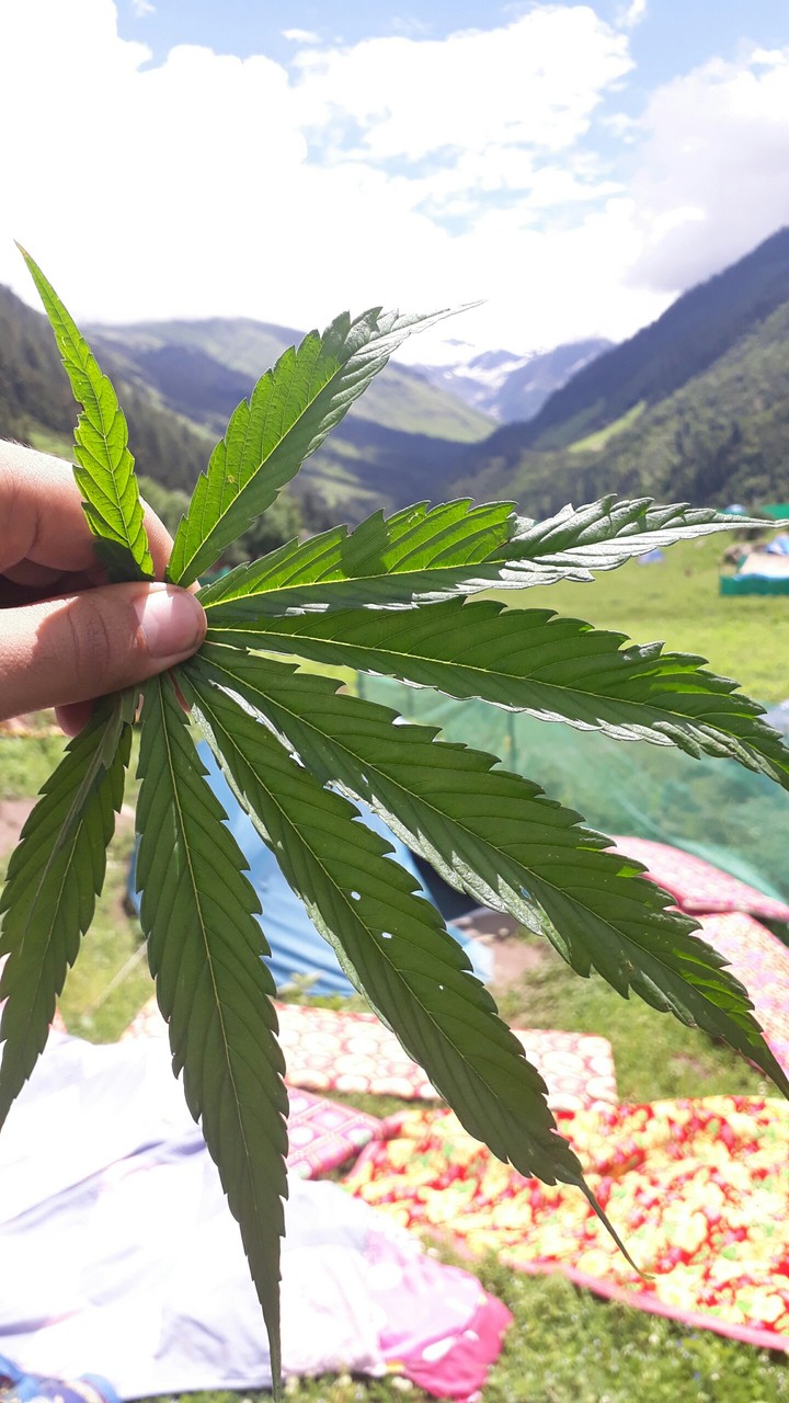 marijuana leaf