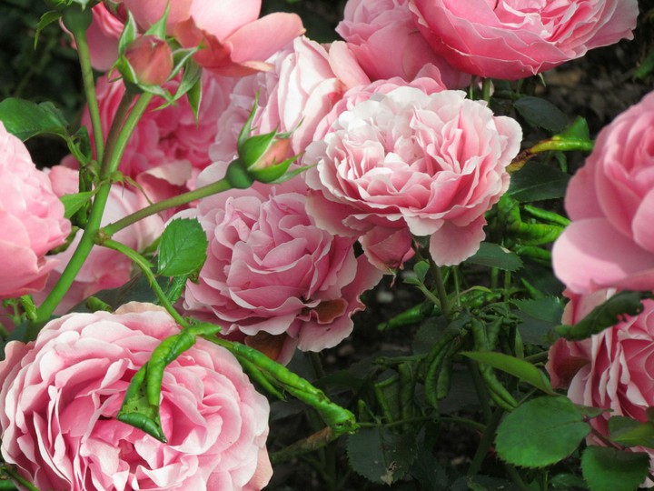 Rose