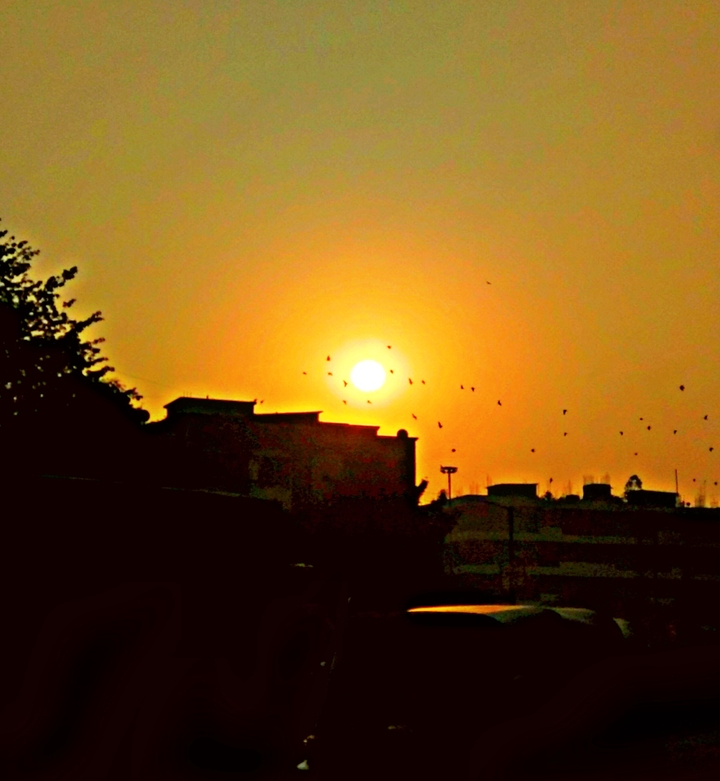 sunrise with birds