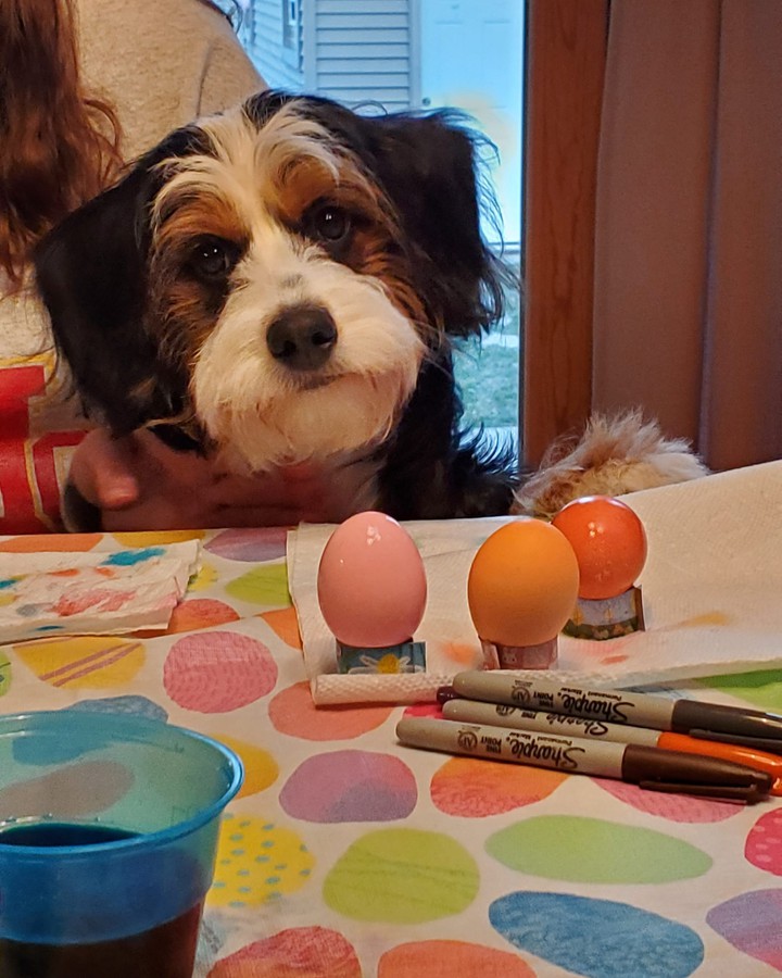 A puppy and her eggs
