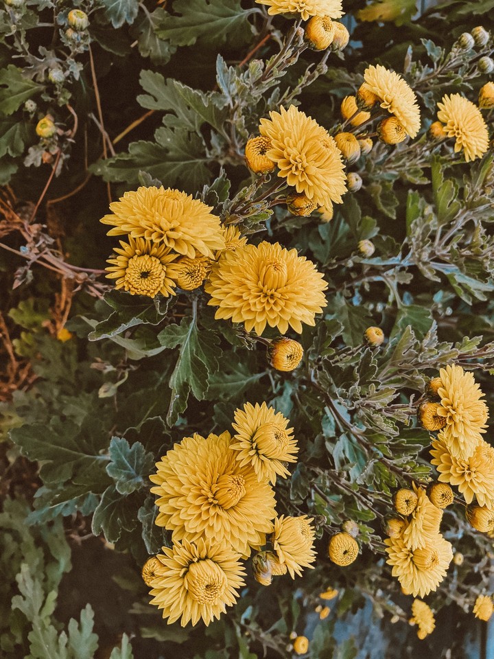 flowers