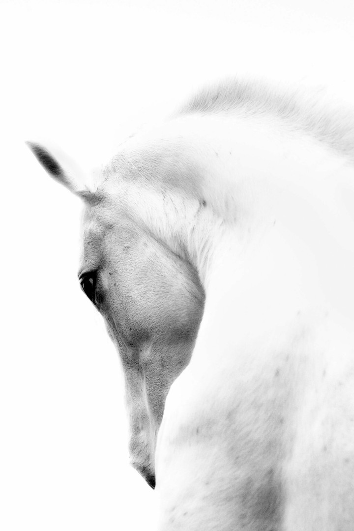White horse