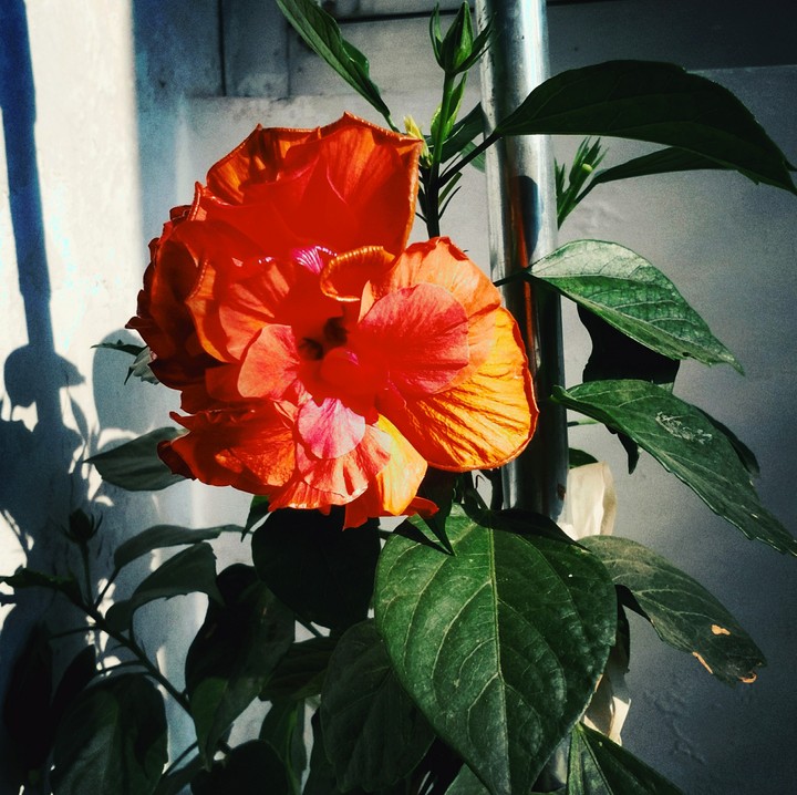 ORANGE MULTI-PETALLED HIBISCUS
