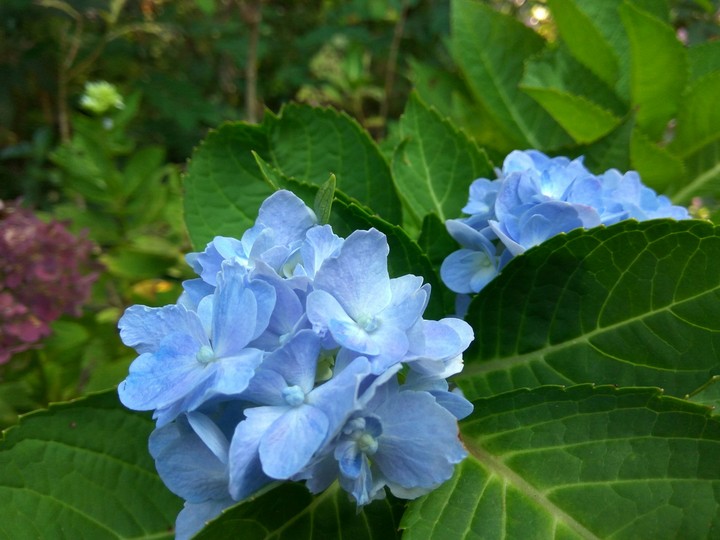 hydrangeas