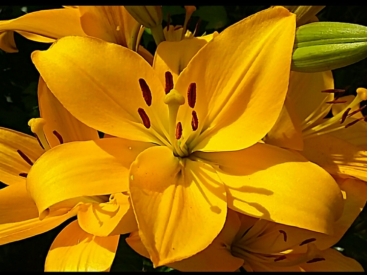 Flowerpower