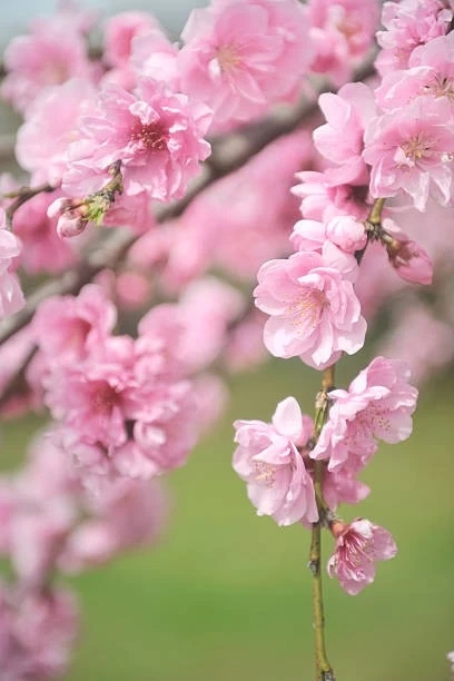willowy tender blossoms
