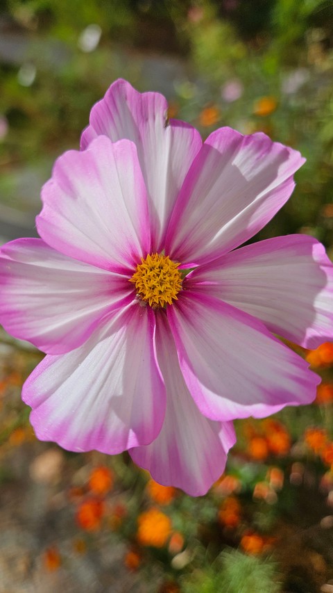Delicate Nature at it's Finest!