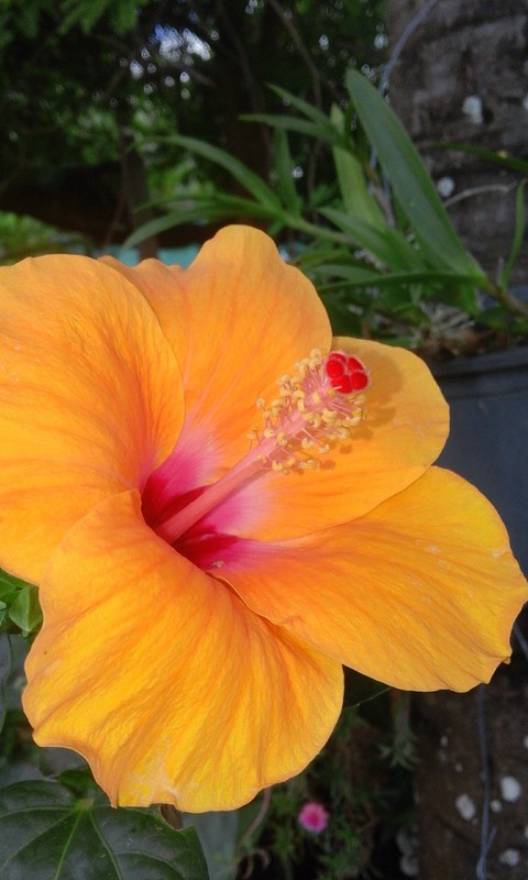 hi..love.hisbicut