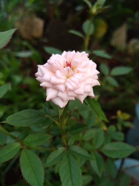 Pretty in Pink