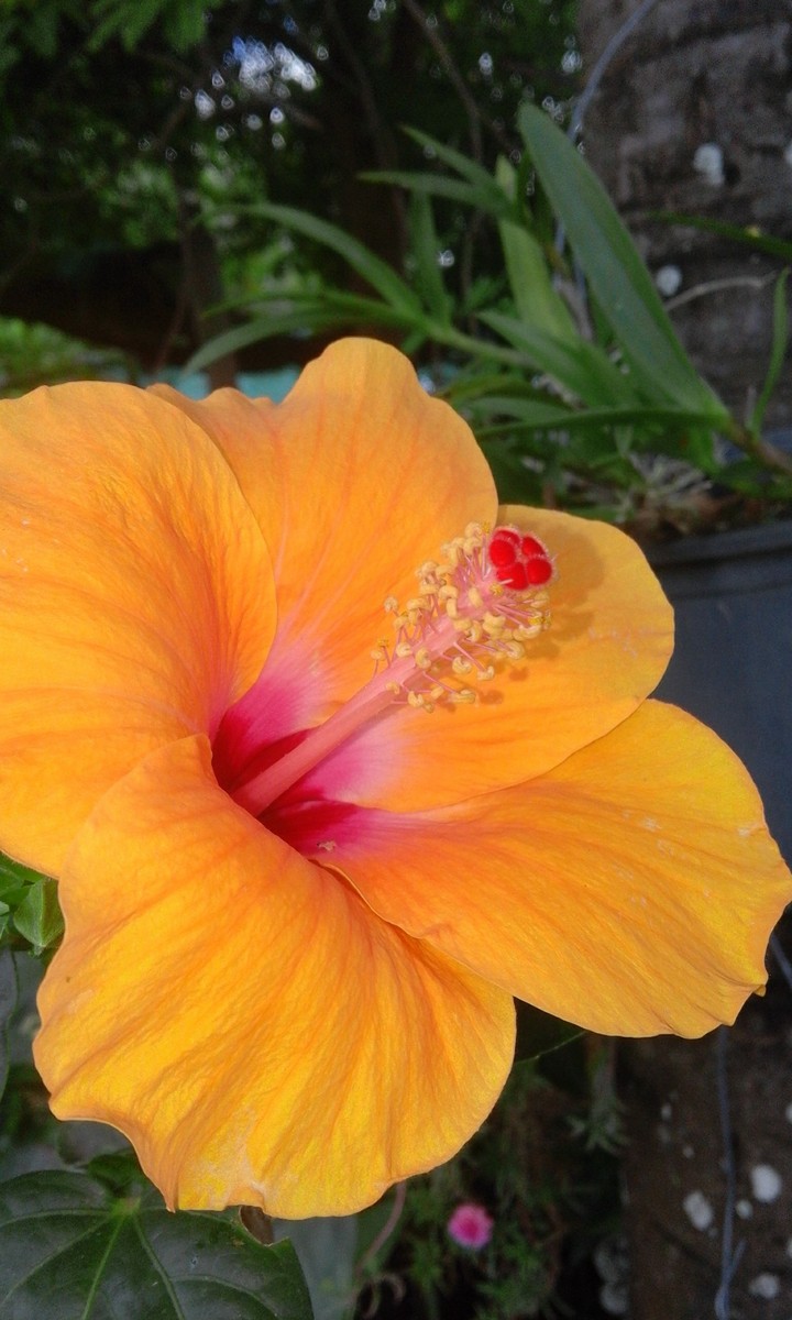 hi..love.hisbicut
