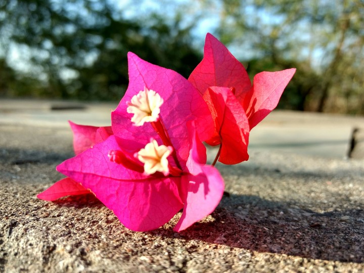 flower