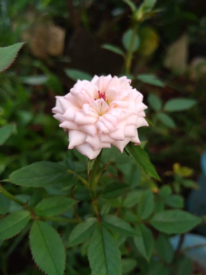 Pretty in Pink