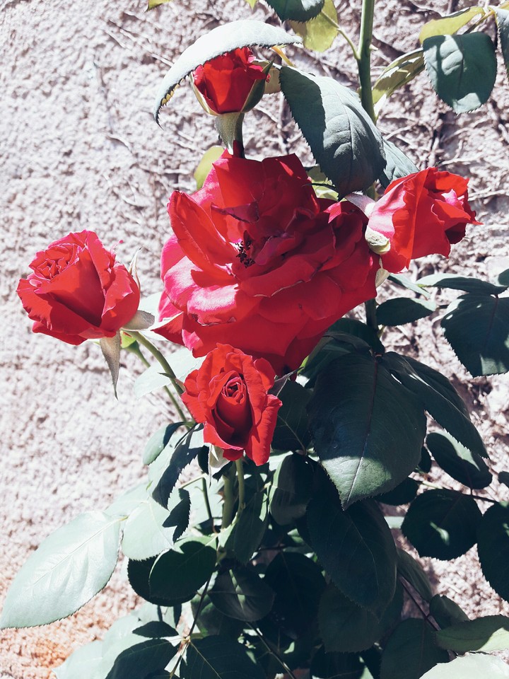 red