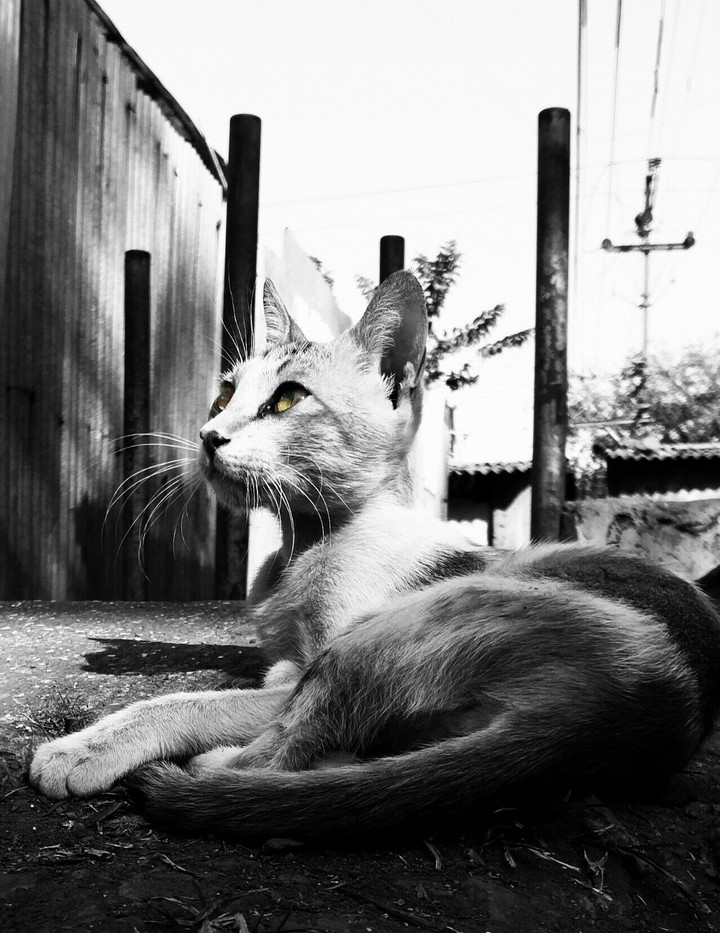 Cat