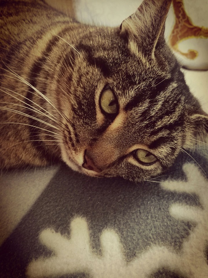 Katze Sammy