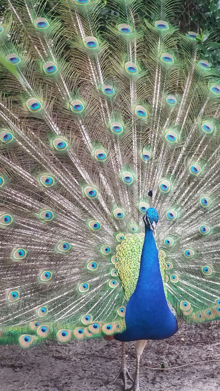 Peacock