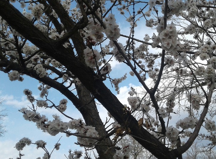 spring