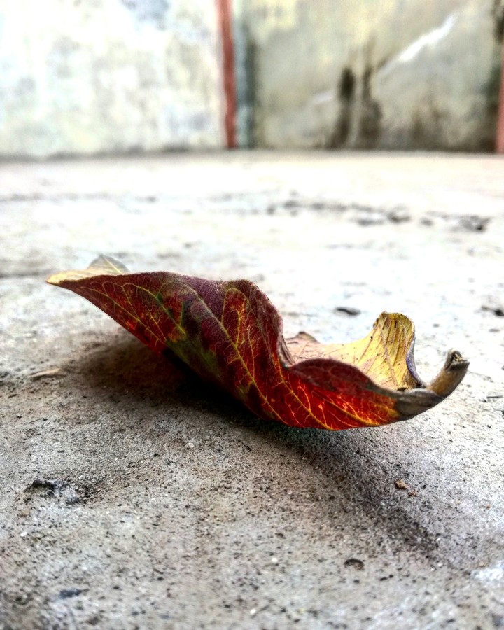 Leaf...