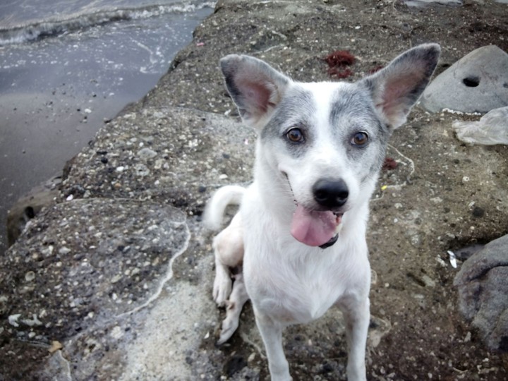 Cute Dog