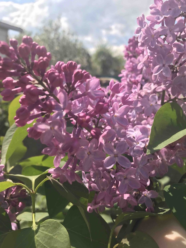 сирень