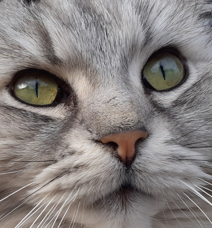 my cat