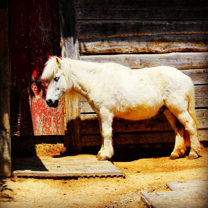 Pony