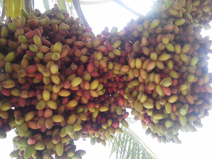 date dashtestan