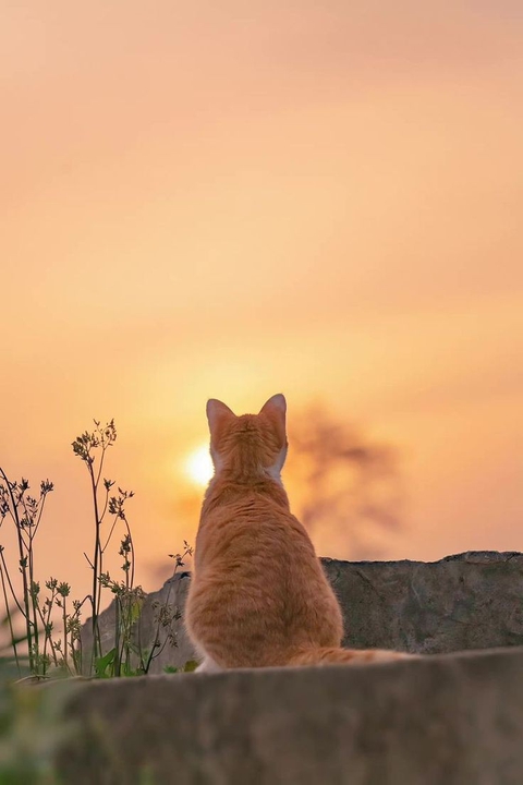 ταπετσαρίες whiskers, felidae