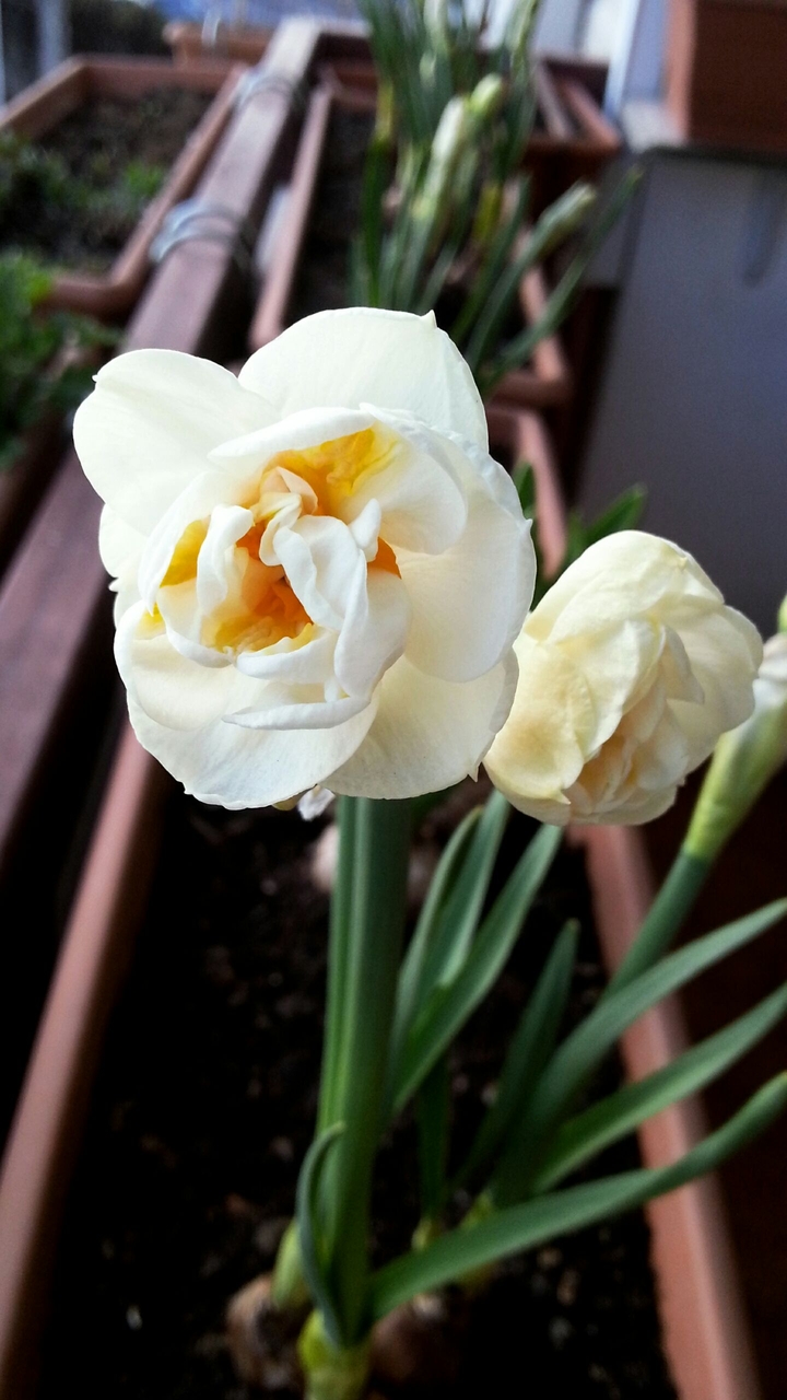 hyacinth