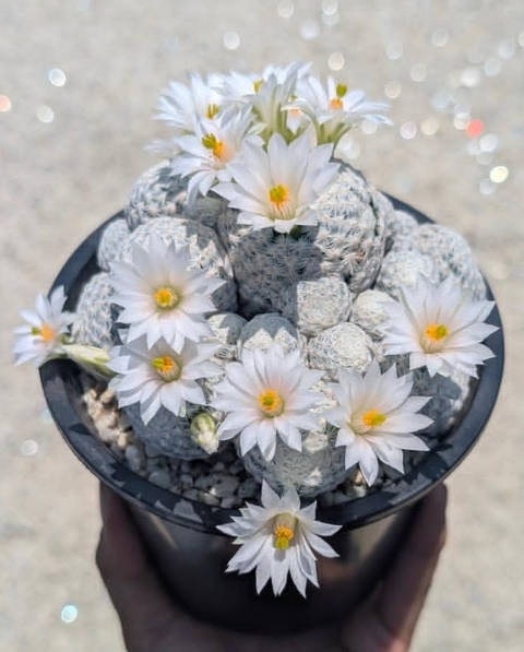 sfondi flowerpot, caryophyllales
