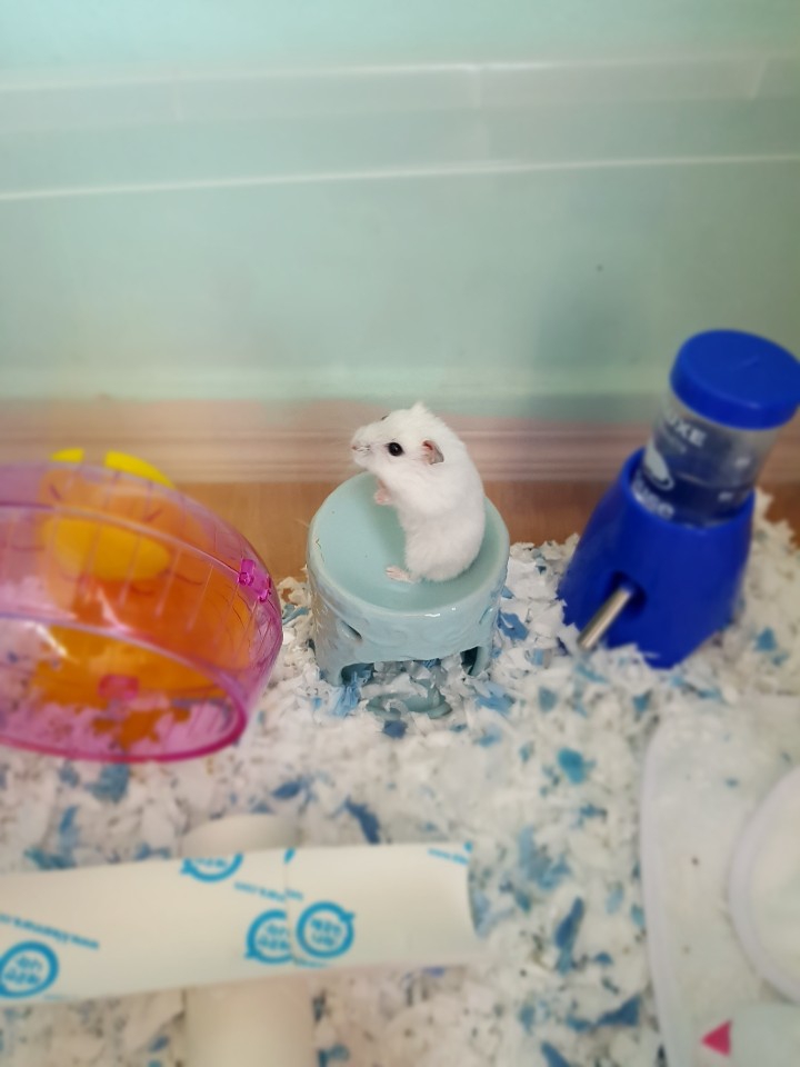 햄스터 hi