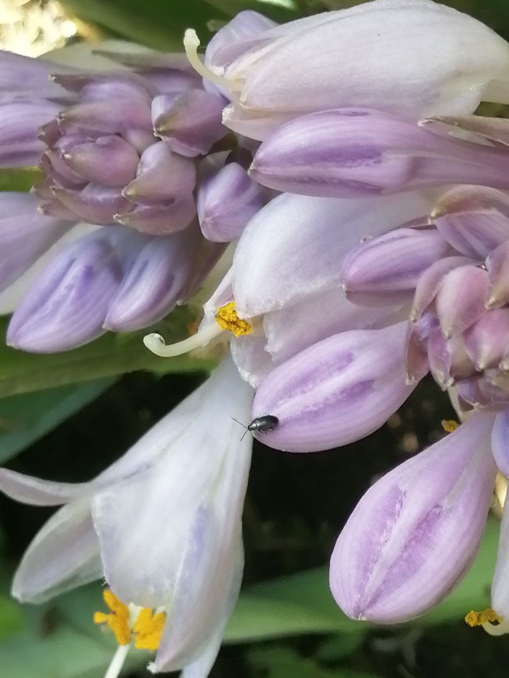 violet