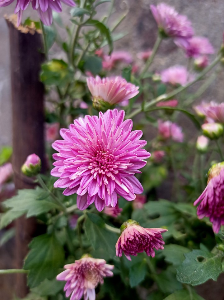 flower