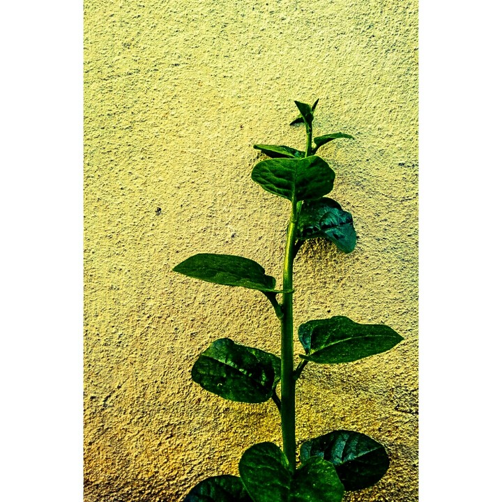 ||| •Single Plant• |||