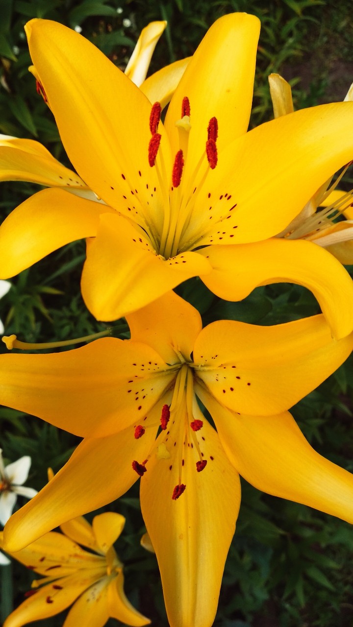 lily prt.2