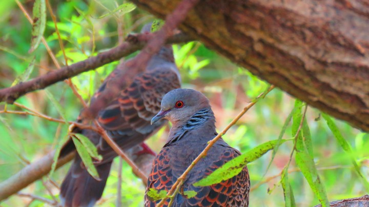 #Birds#