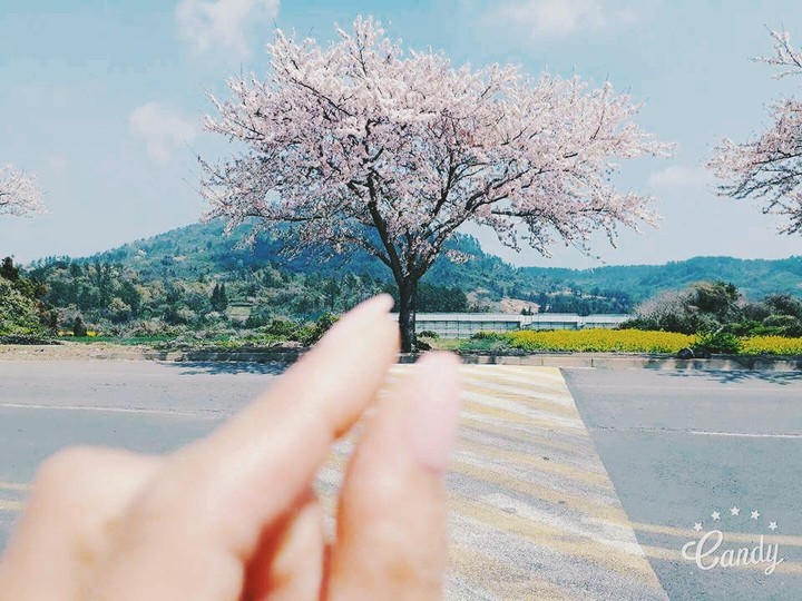 제주벚꽃길