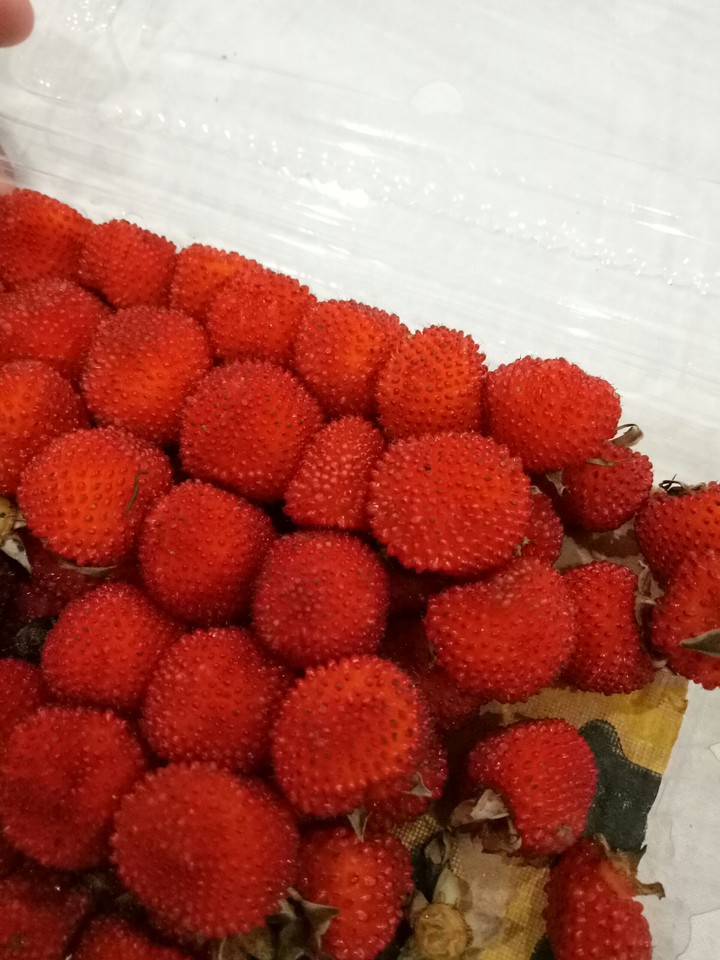 raspberry