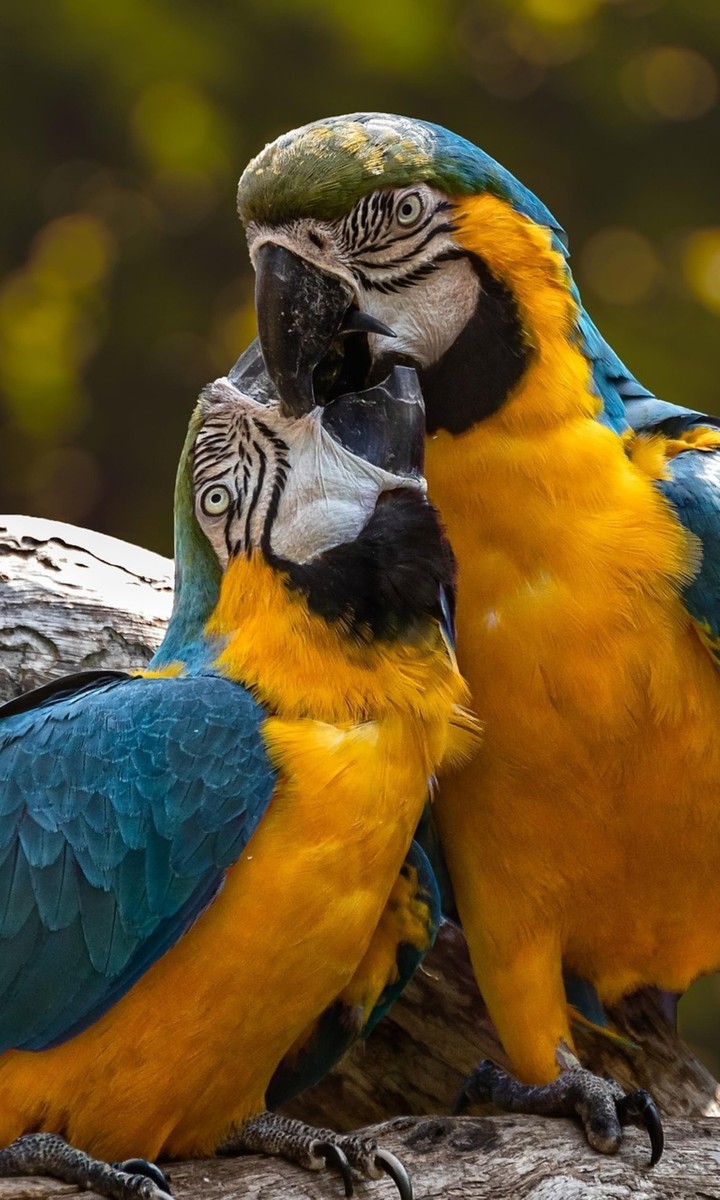 love#bird#parrot#kiss
