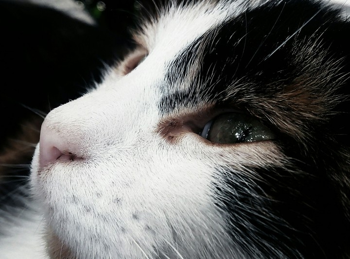 #cat