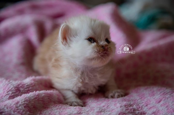 Guardando un gatto si rimane sempre incantati
