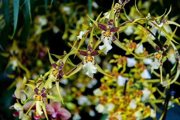 Orchid