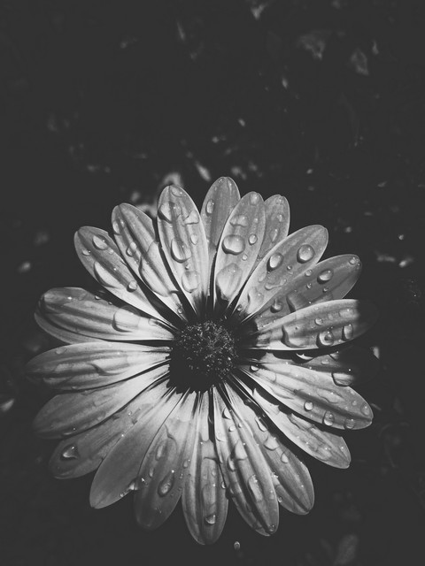 papéis de parede flower, grey