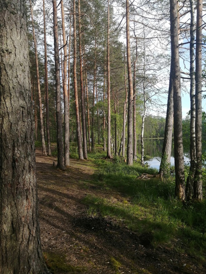красивый лес