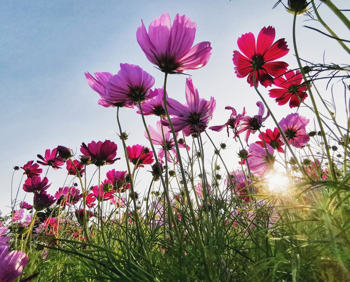 Pink Cosmos