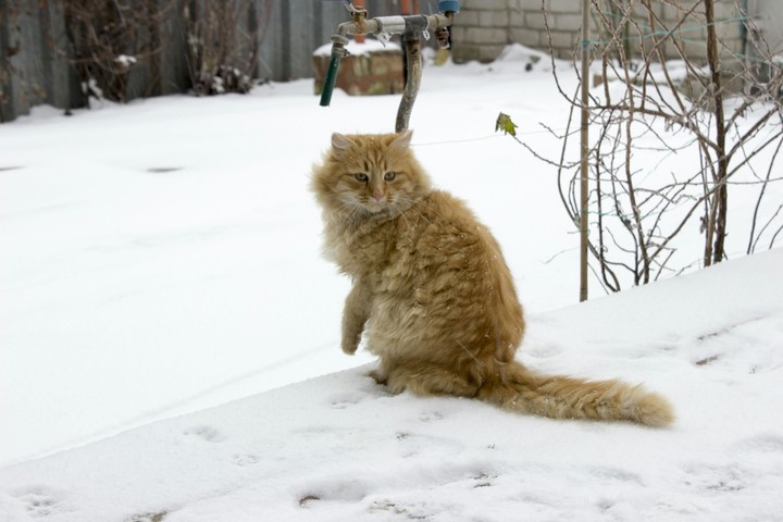 Lovely red cat