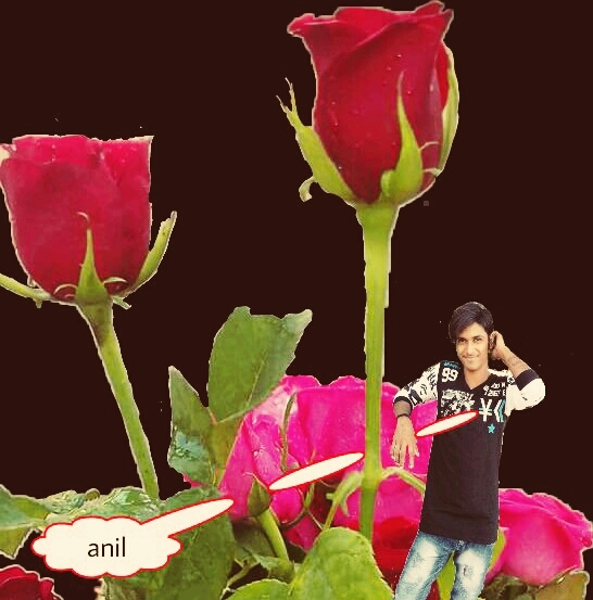 anil