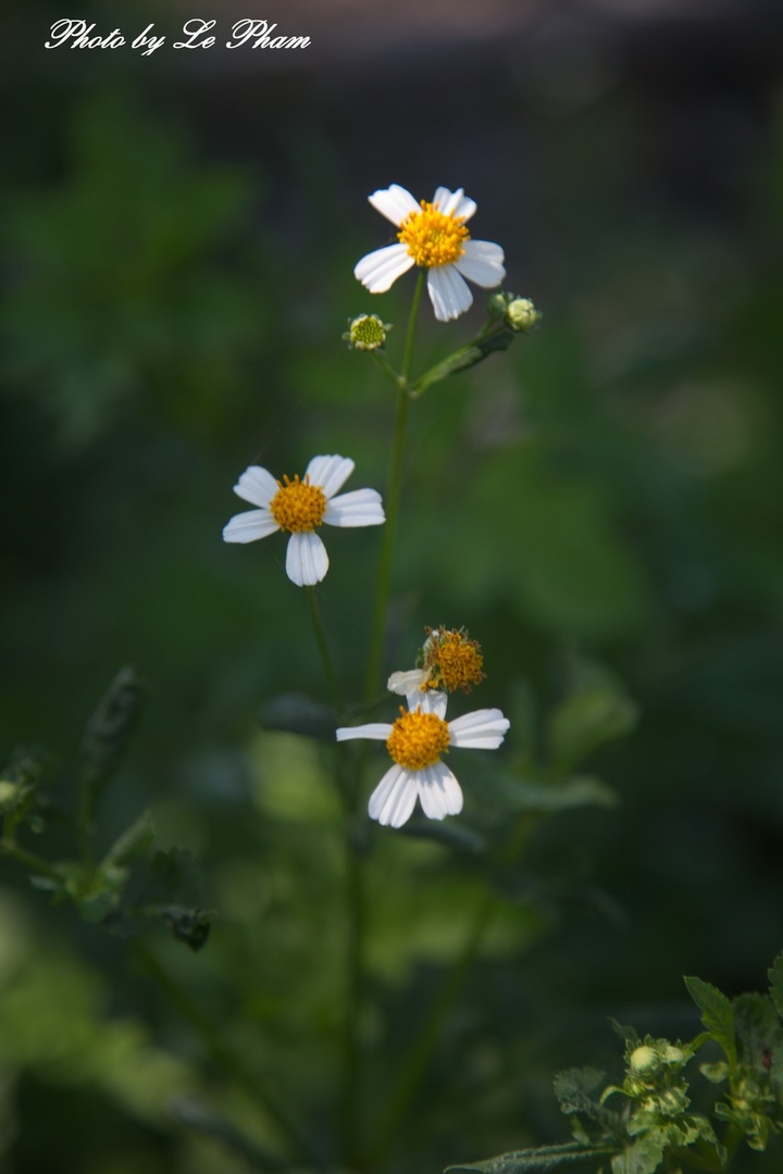 flowers